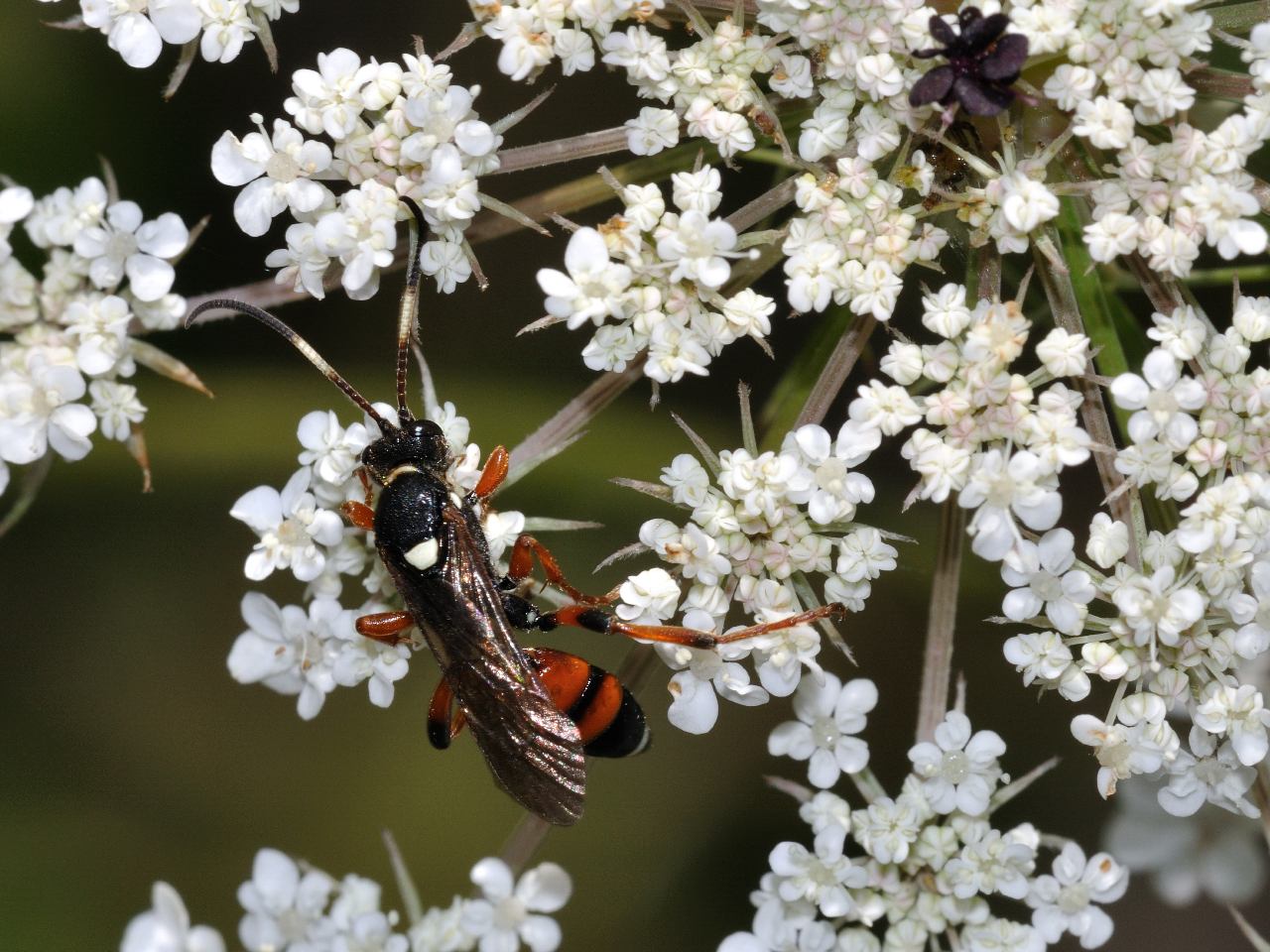 Ichneumon sarcitorius ♀ (Ichneumonidae)